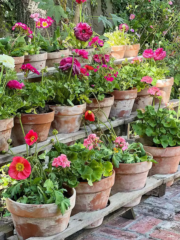 Potted Flower Garden