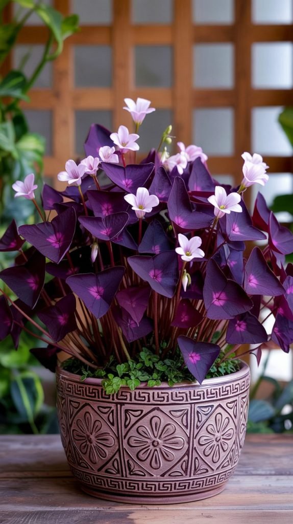 Purple Peace Flowers