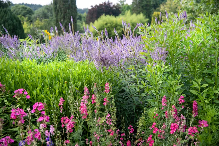 Bold and Colorful Flower Garden