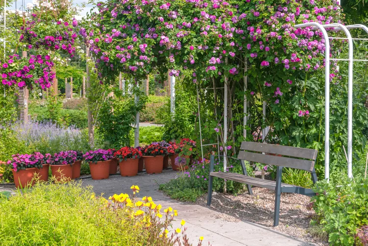 Trellis and Climbing Flowers