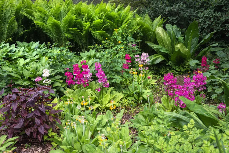 Rain Garden with Seasonal Blooms