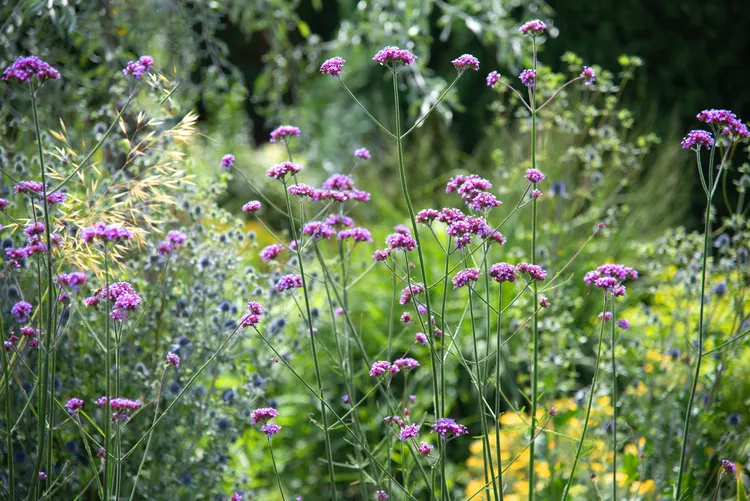 Butterfly-Friendly Flower Garden
